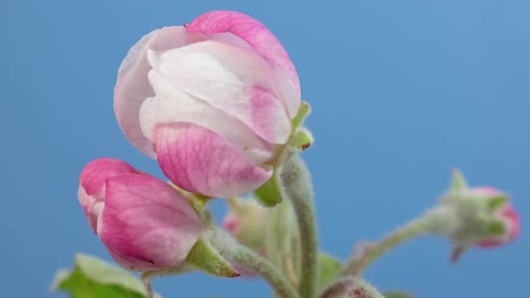 Apple Tree Blossom Macro Timelapse on Blue