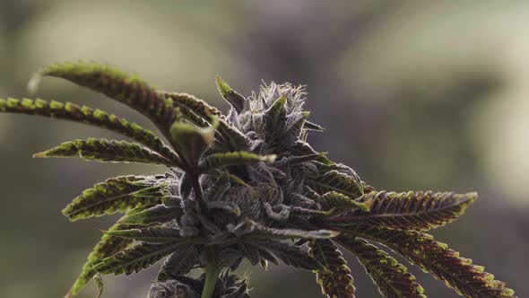 Close Up Marijuana Bud On Leafy Plant With Cinematic Background Blur alt