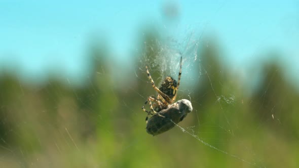 Spider with Victim on Web