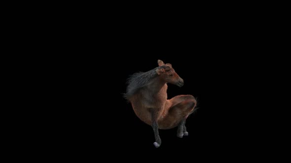 47 Horse Dancing HD