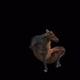 47 Horse Dancing HD - VideoHive Item for Sale