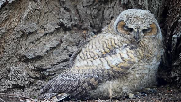 Great Horned Owl fledgling holding still against a tree in camouflage