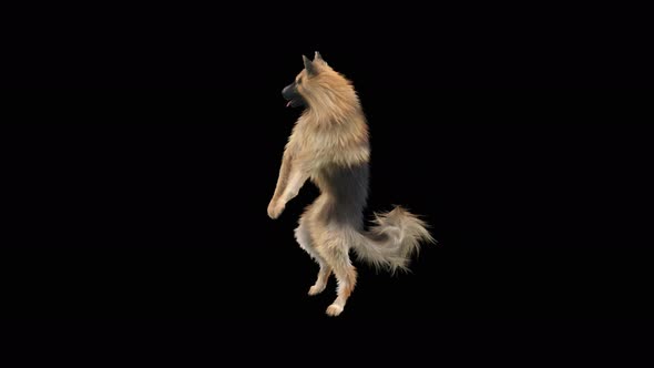 Dog Dance 4K