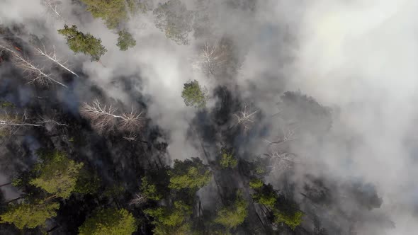 Air Pollution Caused By Wildfires Clouds of Smoke Above the Burning Field Aerial Footage