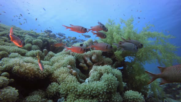 Tropical Colorful Underwater Seascape