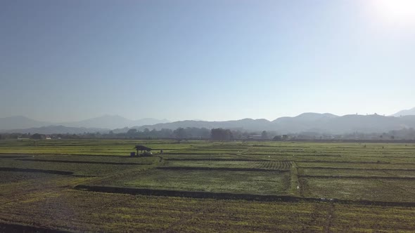 Aerial Shot of Rice Field in the North of Thailand