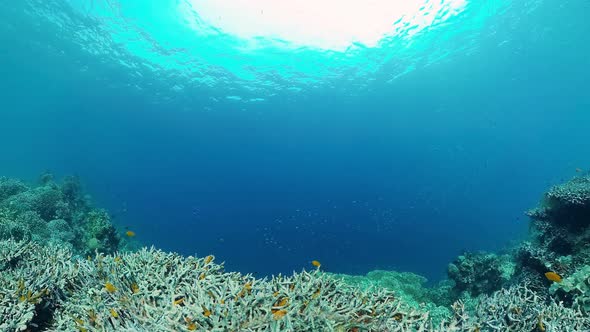 Coral Reef and Tropical Fish. Panglao, Philippines.