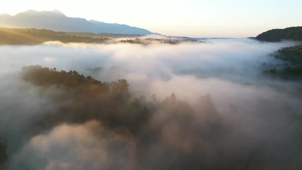 Foggy morning in the forest and landscape