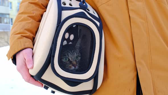 The cat is sitting in a carrier bag on the street in winter in the hands of a man and looks fearfull