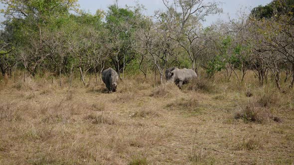 Wild African White Rhinos Graze Grass In The Bushes Of The Savannah