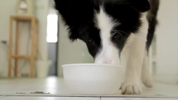 Dog is resting on the floor and than get up and drinking water out of a bowl.