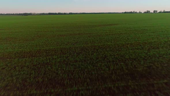 Aerial Video of an Agricultural Field with Wheat