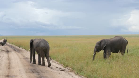 Elephants crossing in Serengeti National Park Tanzania - 4K Ultra HD