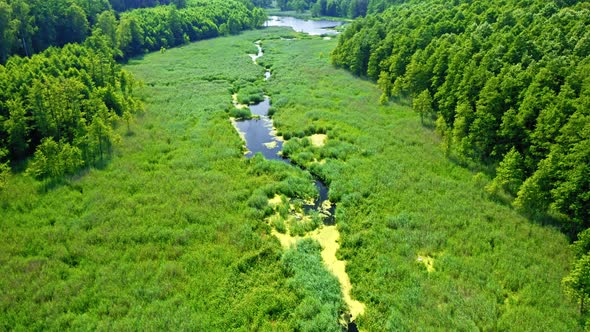 Green swamps and river in spring. Aerial view of wildlife