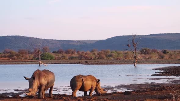 Two White Rhinos at Madikwe watering hole in golden evening light