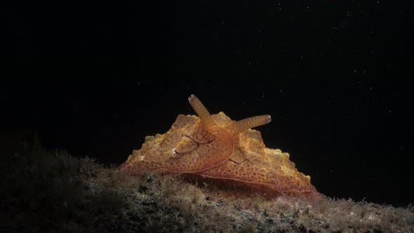 Marine research scuba divers observes a nocturnal sea slug lit up by a underwater light. Marine scie