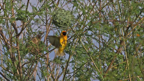 980331 Northern Masked Weaver, ploceus taeniopterus, Male standing on Nest, in flight, Flapping wing