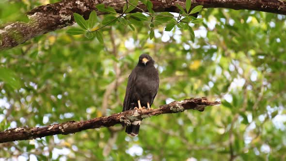 Costa Rica Birds and Wildlife, Common Black Hawk (buteogallus anthracinus) Perched Perching on a Bra