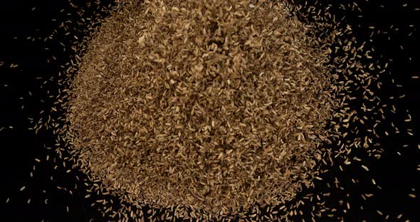 Seeds of Fennel, foeniculum vulgare Exploding against black Background, slow motion 4K
