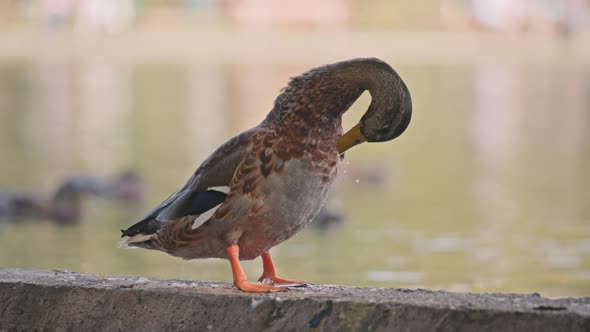 Duck cleaning feathers with its beak