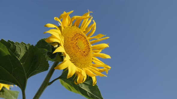 Sunflower Helianthus annuus yellow ray plant florets and blue sky 4K footage