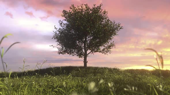 Green Apple Tree Full Of Red Apples In Meadow