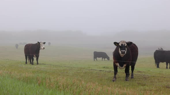 a Herd of black and brown cows on a green Saskatchewan prairie field, during a misty, foggy morning.