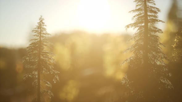 Pine Forest on Sunrise with Warm Sunbeams