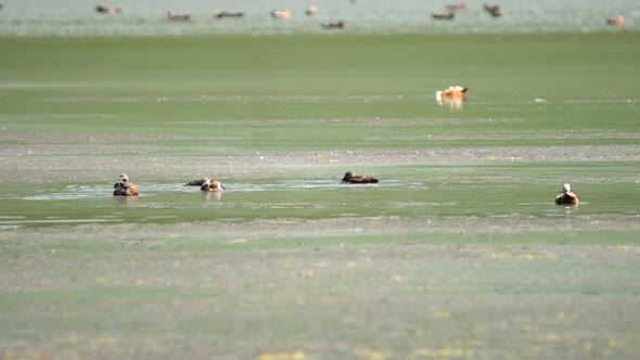 Wild Ruddy Shelduck Bird Family With Parents and Young Cubs in Natural Lake