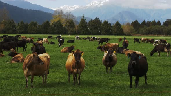 herd of dairy cows on a farm at hokitika