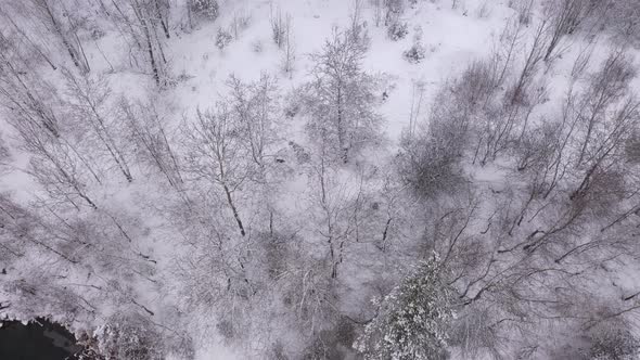 Snow Covered Trees In The Forest