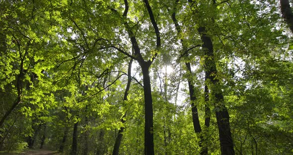 Sunny Day in a Forest in October