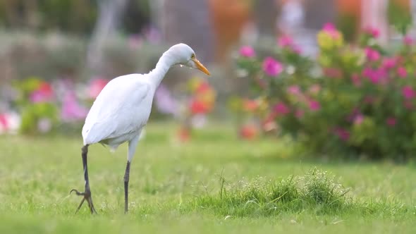 White Cattle Egret Wild Bird Also Known As Bubulcus Ibis Walking on Green Lawn in Summer