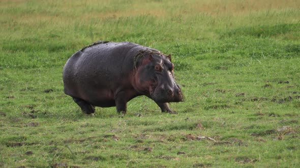 Big African Hippopotamus Grazing Grass In Grassland