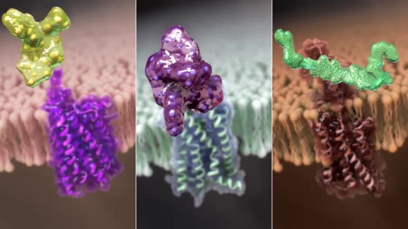 Microbiology Medical Animation of G Protein Coupled Receptors