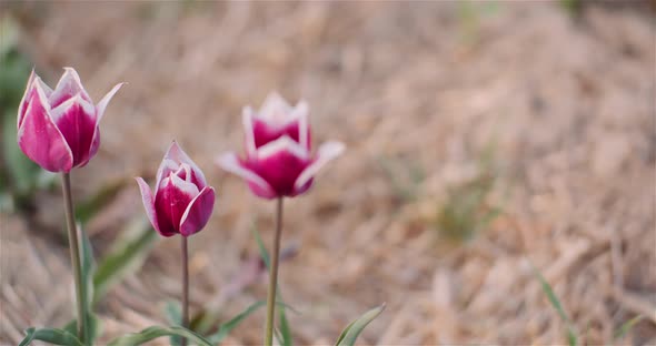 Blooming Tulips on Agriculture Field