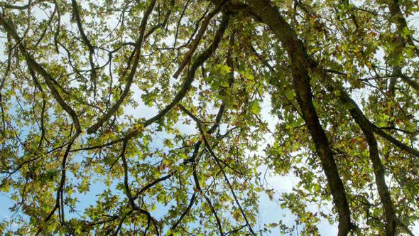 Hand held extreme low angle frogs perspective shot of green and partly golden leaves on trees agains