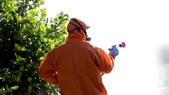 Man spraying toxic pesticides, pesticide, insecticides on fruit lemon growing plantation