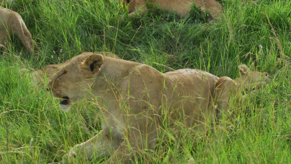 Lioness and lion cubs