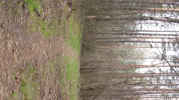 Vertical Video of a Road in the Forest Slow Motion