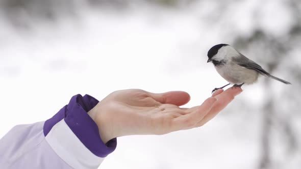 Paras Palustris Pecks Crumbs From a Woman's Hand