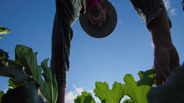 Bottom View of a Farmer Inspecting a Green Cabbage Field on a Sunny Day