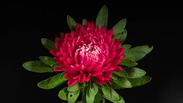 Red Aster Flower Moving Petals While Blooming in Time Lapse on a Black Background