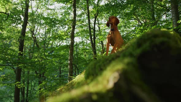 Dog in a forest