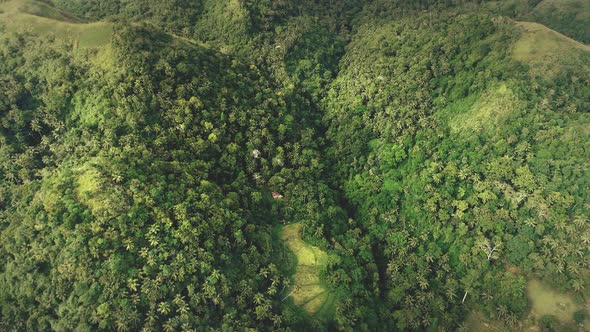 Top Down Tropic Mountain Jungle Aerial View Green Rainforest with Palm Tree on High Hill Philippine