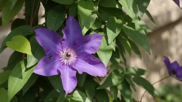 Flower details of Clematis Jackmanii Superba 4K 2160p 30fps UltraHD footage - Finger stamen and peta