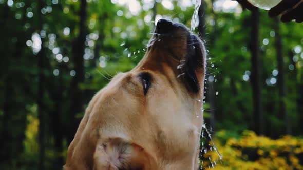 Labrador Drinks Water in Slow Motion Outdoors