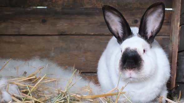 White Rabbit Head with Black Ears and Black Nose