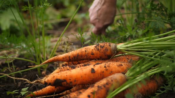 Harvested Crop of Carrots in the Garden in the Garden Thrown in a Pile.