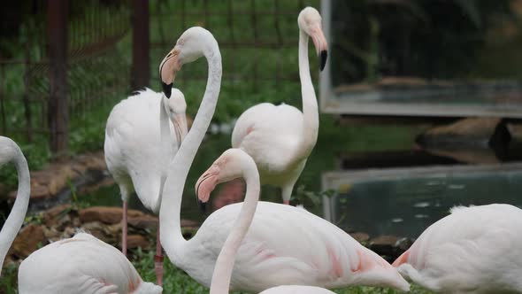 Flock of beautiful flamingos in natural environment